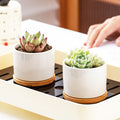 White Porcelain Succulent Pot Modern Home Gardening Ceramic